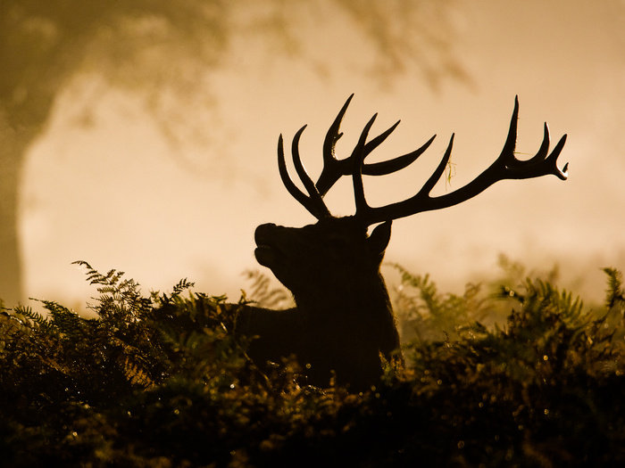 scent control for beginner hunters